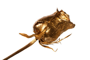 rose isolated on white background