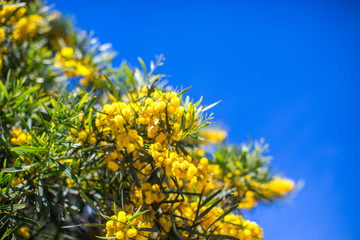 Blooming mimosa branches against the blue sky in Portugal, Algarve. Free space for text