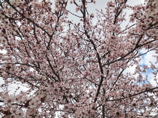 plum tree in blossom
