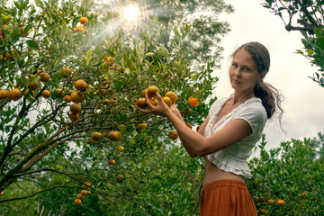 Young woman in the tangerine garden, plucking fruit from the tree
