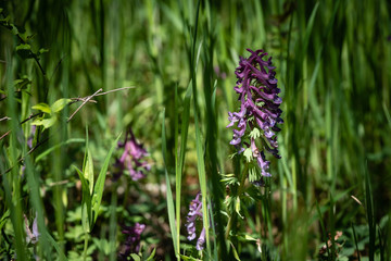 Fleurs de printemps dans l'herbe