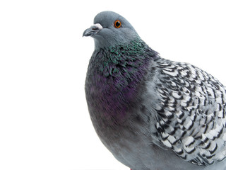 Obraz premium polish lynx dove isolated