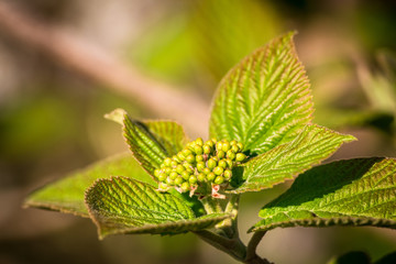 Leaves and yield of young wild plant in the forest
