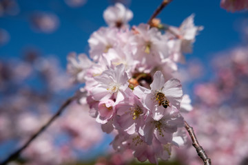 Abeille dans des fleurs de griottier