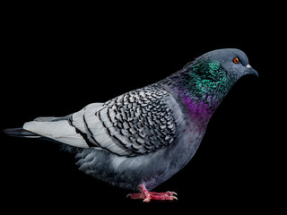 polish lynx dove isolated on black