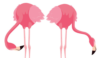 elegant flamingo birds couple