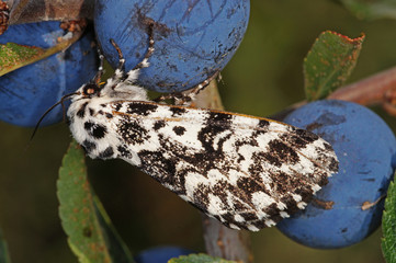 Panthea coenobita (ESPER, [1785]) Klosterfrau 