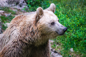 brown bear smiling happily in the middle of the woods