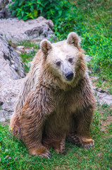 brown bear in the free forest in nature