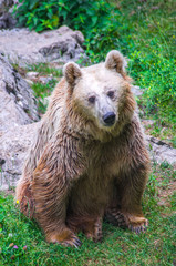 Obraz premium brown bear in the free forest in nature