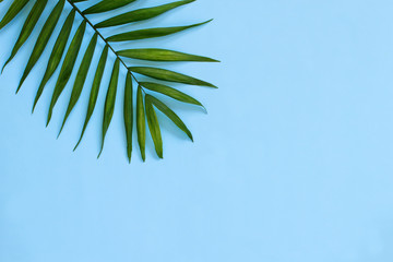 Palm leaf on a light blue background