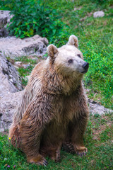 Fototapeta premium bear looks at the prey on the tree and waits for it to fall down