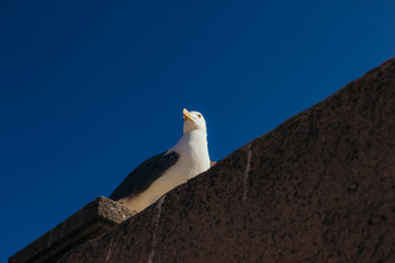 Fototapeta premium The bird sits on the parapet, behind the backdrop of the city. Gulls against the blue sky. Spain, Alikante.
