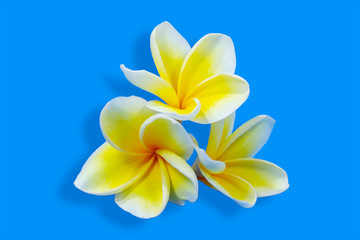 frangipani flower on blue background