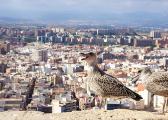 Fototapeta na wymiar The bird sits on the parapet, behind the backdrop of the city. Insolent seagulls. Spain Alikante.