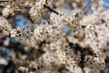 Blooming almonds on sky background