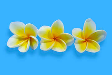 frangipani flower on blue background