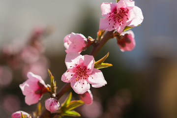 Blossoming almond trees on blurred background