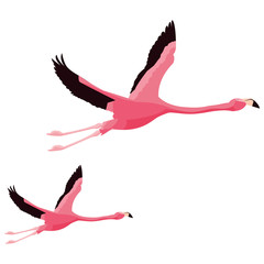 elegant flamingo birds couple flying © djvstock