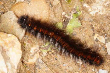 Macrothylacia rubi (LINNAEUS, 1758) Brombeerspinner , Raupe