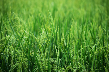  picture of rice fields, a green rice field ready for harvest