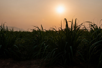 sugar farm field on sunset time