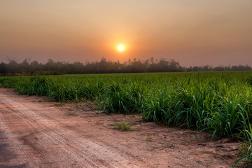 sugar farm field on sunset time