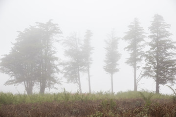 Obraz na płótnie Canvas pinos entre la niebla del norte de tenerife