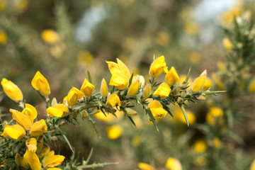 Obraz na płótnie Canvas Sprig of yellow common gorse flowers