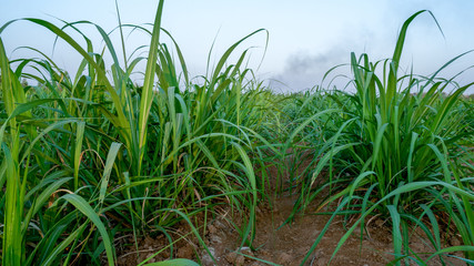sugar farm field on sunset time