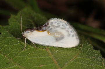 Cilix glaucata (SCOPOLI, 1763) Weißer Sichelflügler, Silberspinnerchen DE, RLP, Mosel, Kröv 29.08.2014