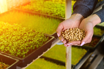 young girl holding green beans in her hand in the garden