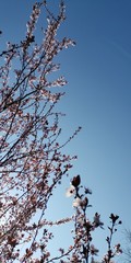 Baum