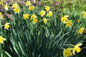 Obraz premium flowers spring background narcissus yellow