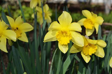 flowers spring background narcissus yellow