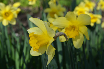 Obraz premium flowers spring background narcissus yellow