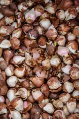 Close up of a bunch of tulips bulbs ready to planted in a garden, natural background