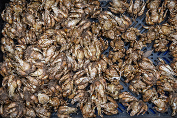 Close up of a bunch of Polianthes tuberosa bulbs ready to planted in a garden, natural background