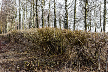 Cut down shrub, pruning down a tree, stump of a big shrub 