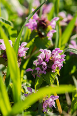 Purple dead-nettle (lat. Lamium purpureum)