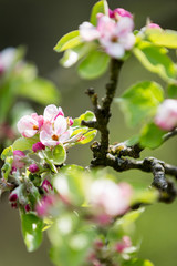pink flowers in tree