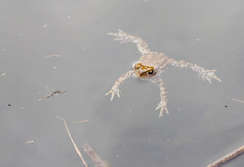 frog in water