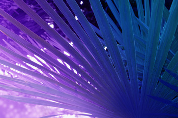 Obraz premium Palm leaf in purple tones.