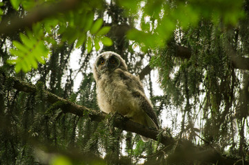 nestling owl among the branches of spruce