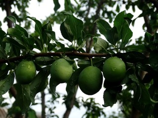 сад и огород