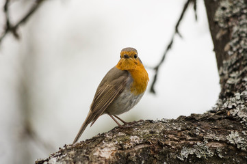 a bird on the trunk of a tree covered with moss