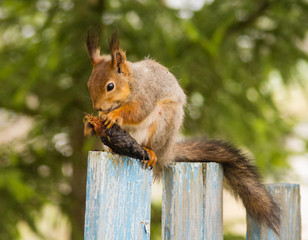 squirrel on a fence eating a cone