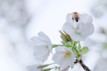 桜とミツバチ