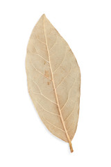 Spices bay laurel leaf
