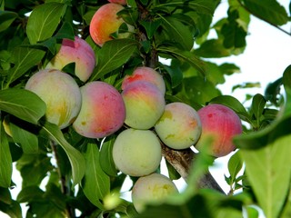 сад и огород